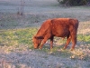 Shady.Grove.Ranch 056